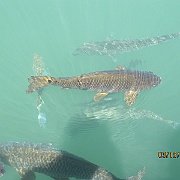 Picture 048